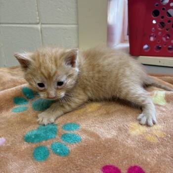 Skinny Dipping -  Domestic Short Hair Cat Available for Adoption in Newport News, Virginia - Skinny Dipping | PetCurious