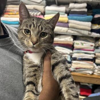 Domestic Short Hair Cats Available for Adoption - Finn | PetCurious