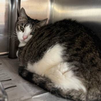 Domestic Short Hair Cats Available for Adoption - Trixie | PetCurious