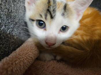 JUANA -  Domestic Short Hair Cat for Adoption in Tustin, California - JUANA | PetCurious