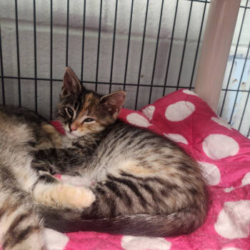 Rescue Domestic Short Hair Cats for Adoption in Columbus, North Carolina - Tiffany | PetCurious