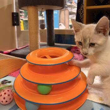 SOBA -  Domestic Short Hair Cat for Adoption in Kyle, Texas - SOBA | PetCurious
