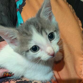 Kit Kat -  Domestic Short Hair Cat for Adoption in San Diego, California - Kit Kat | PetCurious