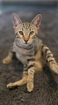 Mr Marshall Mittens -  Domestic Short Hair Cat for Adoption in Miami, Oklahoma - Mr Marshall Mittens | PetCurious