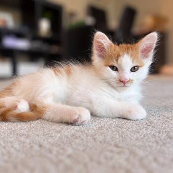Creamsicle -  Domestic Medium Hair Cat for Adoption in Fairfax Station, Virginia - Creamsicle | PetCurious