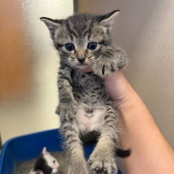 Ringo (26-2F-2) -  Domestic Short Hair Cat for Adoption in Rifle, Colorado - Ringo (26-2F-2) | PetCurious