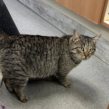 Domestic Short Hair Cats Available for Adoption - Billy | PetCurious