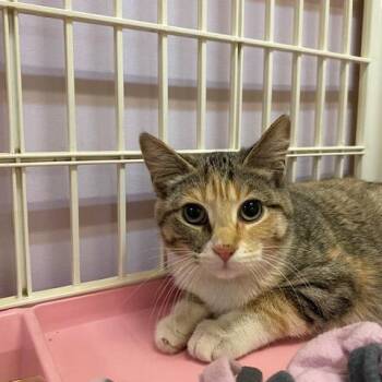 Domestic Short Hair Cats Available for Adoption - Nibbles | PetCurious