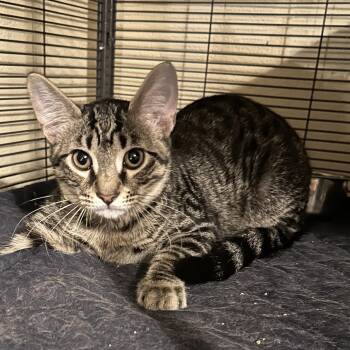 Watson -  Domestic Short Hair Cat for Adoption in Tuttle, Oklahoma - Watson | PetCurious