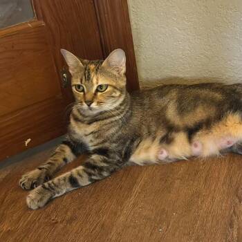 Mystique -  Domestic Short Hair Cat for Adoption in Newcastle, Oklahoma - Mystique | PetCurious