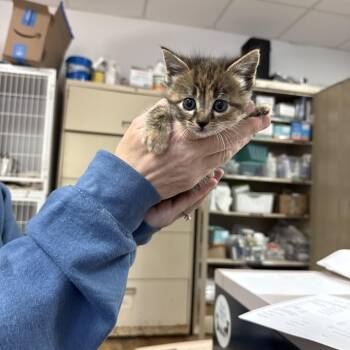 Uses Cash App -  Tabby Cat for Adoption in Columbia, South Carolina - Uses Cash App | PetCurious