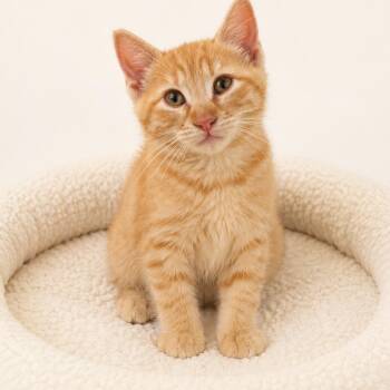 Archie -  Domestic Short Hair Cat for Adoption in Redwood Falls, Minnesota - Archie | PetCurious