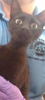 Domestic Short Hair Cats Available for Adoption in Doral, Florida - ELECTRA | PetCurious