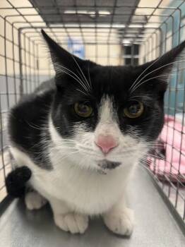 Domestic Short Hair Cats Available for Adoption in Las Vegas, Nevada - WILLOW | PetCurious