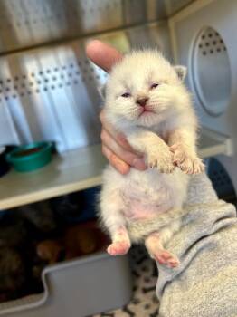 Domestic Short Hair Cats Available for Adoption in West Union, Ohio - Tia Dalma | PetCurious