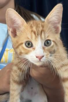 BUBS -  Domestic Short Hair Cat for Adoption in Burbank, California - BUBS | PetCurious