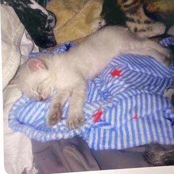 Kenny -  Siamese Cat for Adoption in New Orleans, Louisiana - Kenny | PetCurious