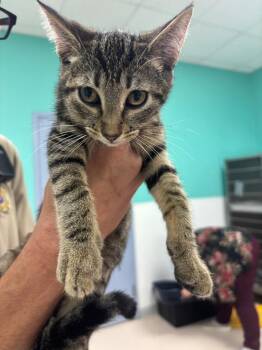 CARMEN E. -  Domestic Short Hair Cat for Adoption in Belton, Texas - CARMEN E. | PetCurious