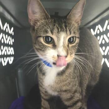 Ozzy -  Domestic Short Hair Cat for Adoption in Lakeland, Florida - Ozzy | PetCurious
