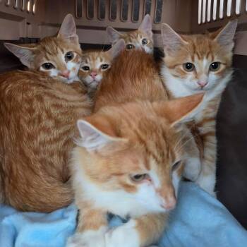 F2 -  Domestic Short Hair Cat for Adoption in Wadena, Minnesota - F2 | PetCurious