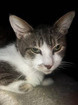 Aardvark -  Domestic Short Hair Cat for Adoption in Santa Rosa, California - Aardvark | PetCurious