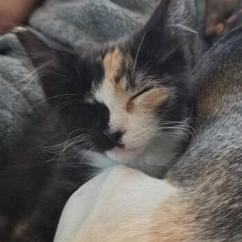 Harper Truban -  Domestic Short Hair Cat for Adoption in Woodstock, Virginia - Harper Truban | PetCurious
