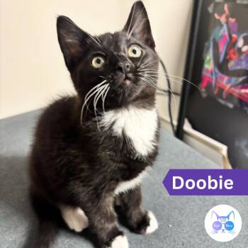Dobbie -  Domestic Short Hair Cat Available for Adoption in Penfield, New York - Dobbie | PetCurious