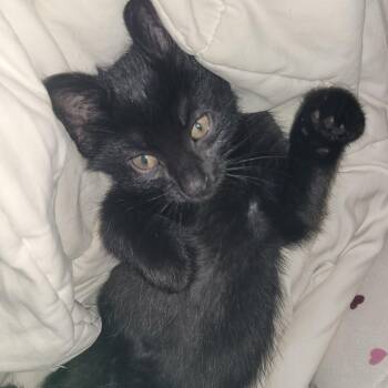 Mordu (Sissy_kit5) -  Domestic Short Hair Cat for Adoption in Edwardsville, Illinois - Mordu (Sissy_kit5) | PetCurious