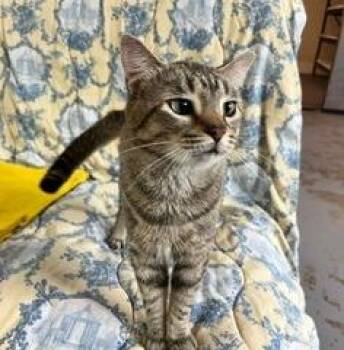 China 2 -  Domestic Medium Hair Cat for Adoption in Pittsboro, North Carolina - China 2 | PetCurious