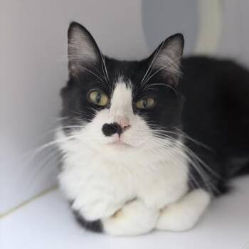 Marilyn-5759 -  Domestic Medium Hair Cat for Adoption in Tyler, Texas - Marilyn-5759 | PetCurious