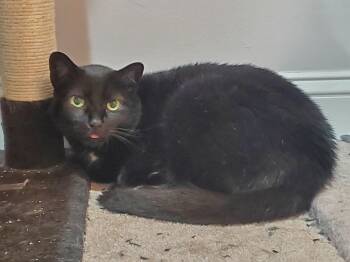 Rescue Domestic Short Hair Cats for Adoption in Baltimore, Maryland - Monte | PetCurious