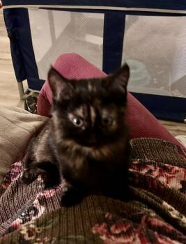 Rescue Domestic Medium Hair Cats for Adoption in Moses Lake, Washington - SG - Maisie | PetCurious