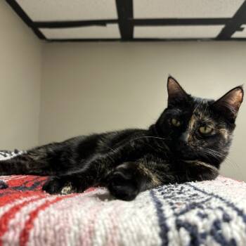 Rescue Domestic Short Hair Cats for Adoption in Blue Ridge, Georgia - Tamera | PetCurious