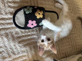 Razzle -  Domestic Short Hair Cat for Adoption in Ephrata, Washington - Razzle | PetCurious