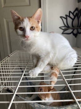Rescue Domestic Short Hair Cats for Adoption in Chatham, Virginia - Evan | PetCurious