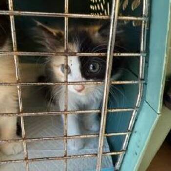 Fay -  Domestic Short Hair Cat for Adoption in West Palm Beach, Florida - Fay | PetCurious
