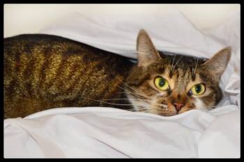 Emily A061189 -  Domestic Short Hair Cat for Adoption in San Andreas, California - Emily A061189 | PetCurious