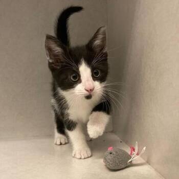 Domestic Short Hair Cats Available for Adoption in Dayton, Ohio - Flash | PetCurious