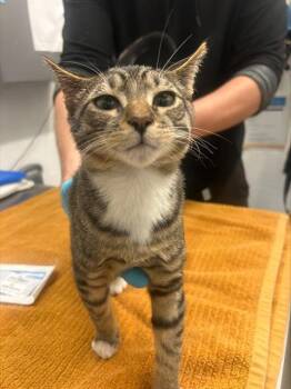JACOB -  Domestic Short Hair Cat for Adoption in Alameda, California - JACOB | PetCurious