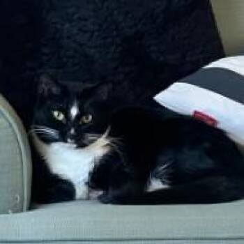 Jam -  Domestic Short Hair Cat for Adoption in York, Pennsylvania - Jam | PetCurious