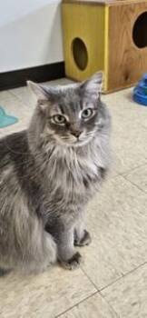 Ash -  Domestic Medium Hair Cat Available for Adoption in Potsdam, New York - Ash | PetCurious