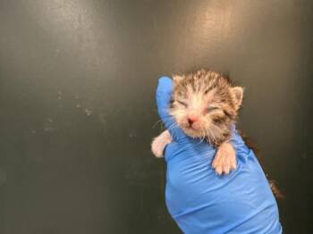 A1933485 -  Domestic Short Hair Cat for Adoption in Thousand Palms, California - A1933485 | PetCurious