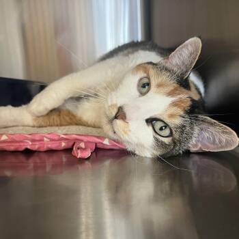 Coco -  Domestic Short Hair Cat for Adoption in Spokane Valley, Washington - Coco | PetCurious