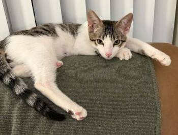 Flynn -  Tabby Cat for Adoption in Anchorage, Alaska - Flynn | PetCurious