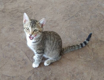 Rescue Domestic Short Hair Cats for Adoption in St. Peters, Missouri - Hobbes | PetCurious