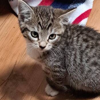 Sally -  Domestic Short Hair Cat for Adoption in Moses Lake, Washington - Sally | PetCurious