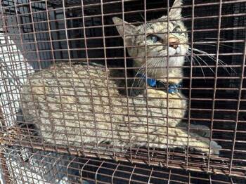 Domestic Short Hair Cats Available for Adoption in Houston, Texas - A656596 | PetCurious