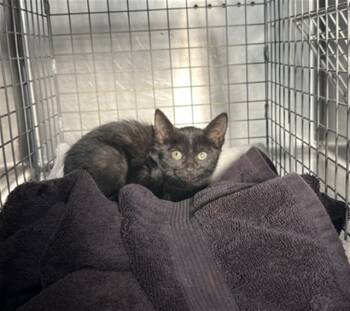 Rescue Domestic Medium Hair Cats for Adoption in Rancho Cucamonga, California - UNKNOWN | PetCurious