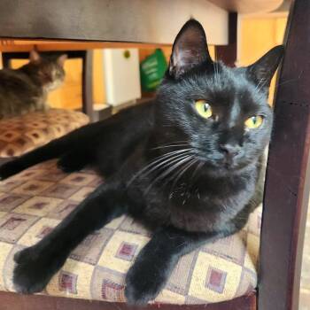 Gipsy -  Domestic Short Hair Cat for Adoption in Chertsey, Quebec - Gipsy | PetCurious