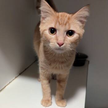 Rescue Domestic Short Hair Cats for Adoption in Brighton, Missouri - Pumpkin Spice | PetCurious